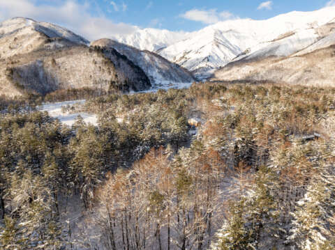 1 Large Misorano Forest Lot