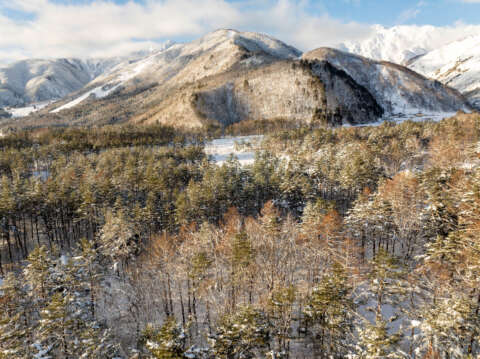 2 Large Misorano Forest Lot