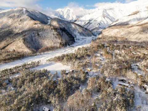 5 Large Misorano Forest Lot