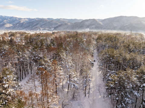 6 Large Misorano Forest Lot