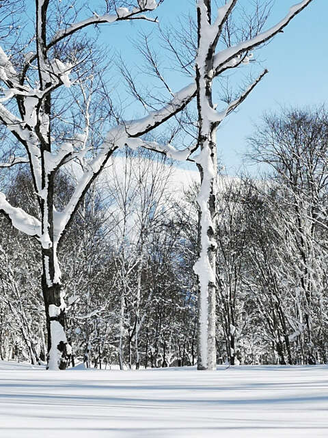 5 Winter Soga Meadows II