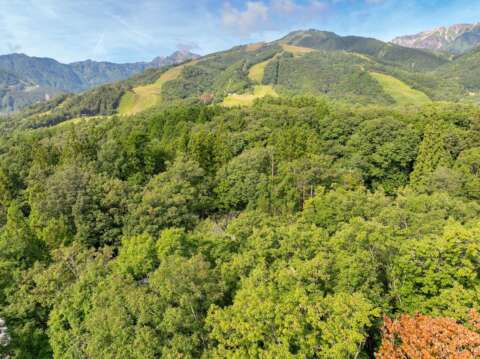 3 Newtons land
