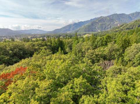 4 Newtons land